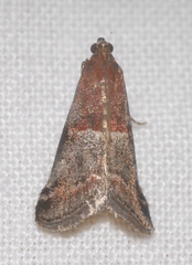 Acrobasis marmorea