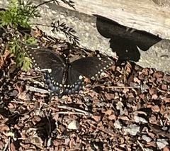 Papilio polyxenes