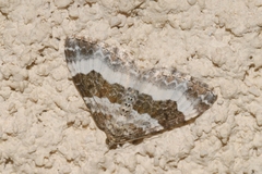 Epirrhoe rivata