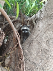 Procyon lotor insularis