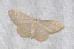Idaea dilutaria