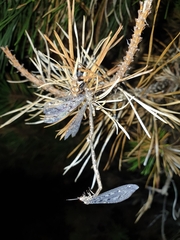Brachynemurus nebulosus