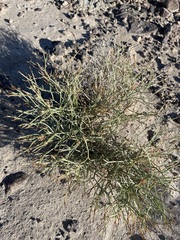Chaetadelpha wheeleri