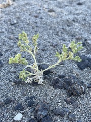 Euphrosyne nevadensis