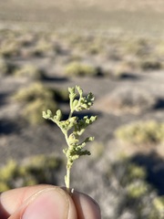 Euphrosyne nevadensis