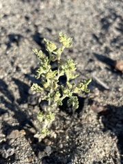 Euphrosyne nevadensis