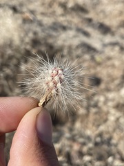 Micropuntia pulchella