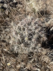 Micropuntia pulchella