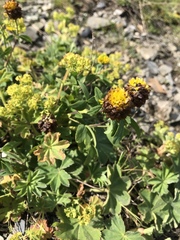 Trifolium badium