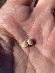 Micropuntia pulchella