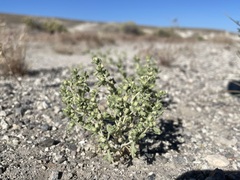 Euphrosyne nevadensis