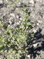 Euphrosyne nevadensis