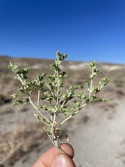 Euphrosyne nevadensis