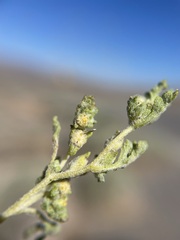 Euphrosyne nevadensis