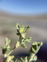 Euphrosyne nevadensis