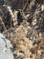 Cryptantha recurvata