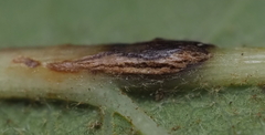 Andricus lustrans