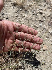 Eriogonum brachyanthum