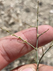 Eriogonum brachyanthum