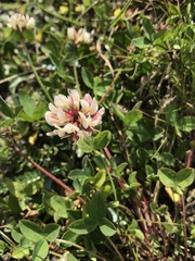 Trifolium thalii
