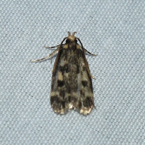 Square-spotted Martyringa Moth photo 3