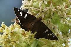 Apyrrothrix araxes