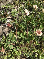 Trifolium thalii