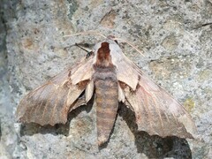 Smerinthus saliceti