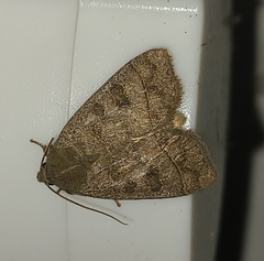 Ipimorpha pleonectusa