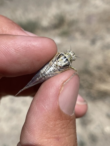 Pale-winged Desert Cicada