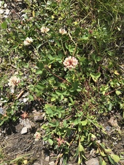 Trifolium thalii
