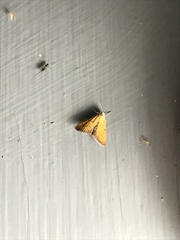 Xanthophysa psychicalis