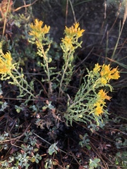 Chrysothamnus viscidiflorus viscidiflorus