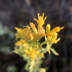 Chrysothamnus viscidiflorus viscidiflorus