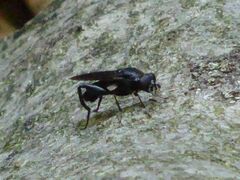 Chalcosyrphus chalybeus