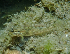 Coryphopterus glaucofraenum