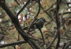 Eugenes fulgens