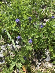 Veronica alpina