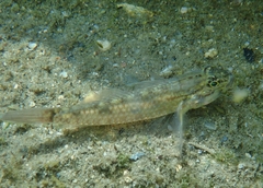Coryphopterus glaucofraenum