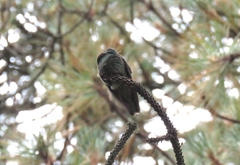Eugenes fulgens