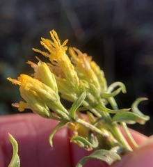 Chrysothamnus viscidiflorus viscidiflorus