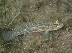 Coryphopterus dicrus