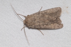 Dichagyris forcipula