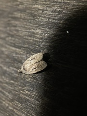 Agonopterix curvilineella
