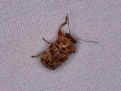 Pachybrachis turbidus