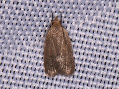 Inga obscuromaculella