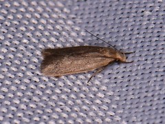 Inga obscuromaculella