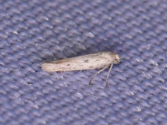 Haplochrois bipunctella