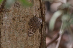 Hamadryas glauconome