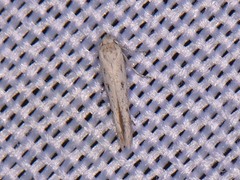 Haplochrois bipunctella